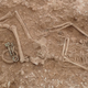A female skeleton uncovered at the Anglo-Saxon cemetery.